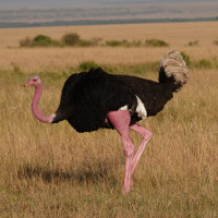 Common Ostrich